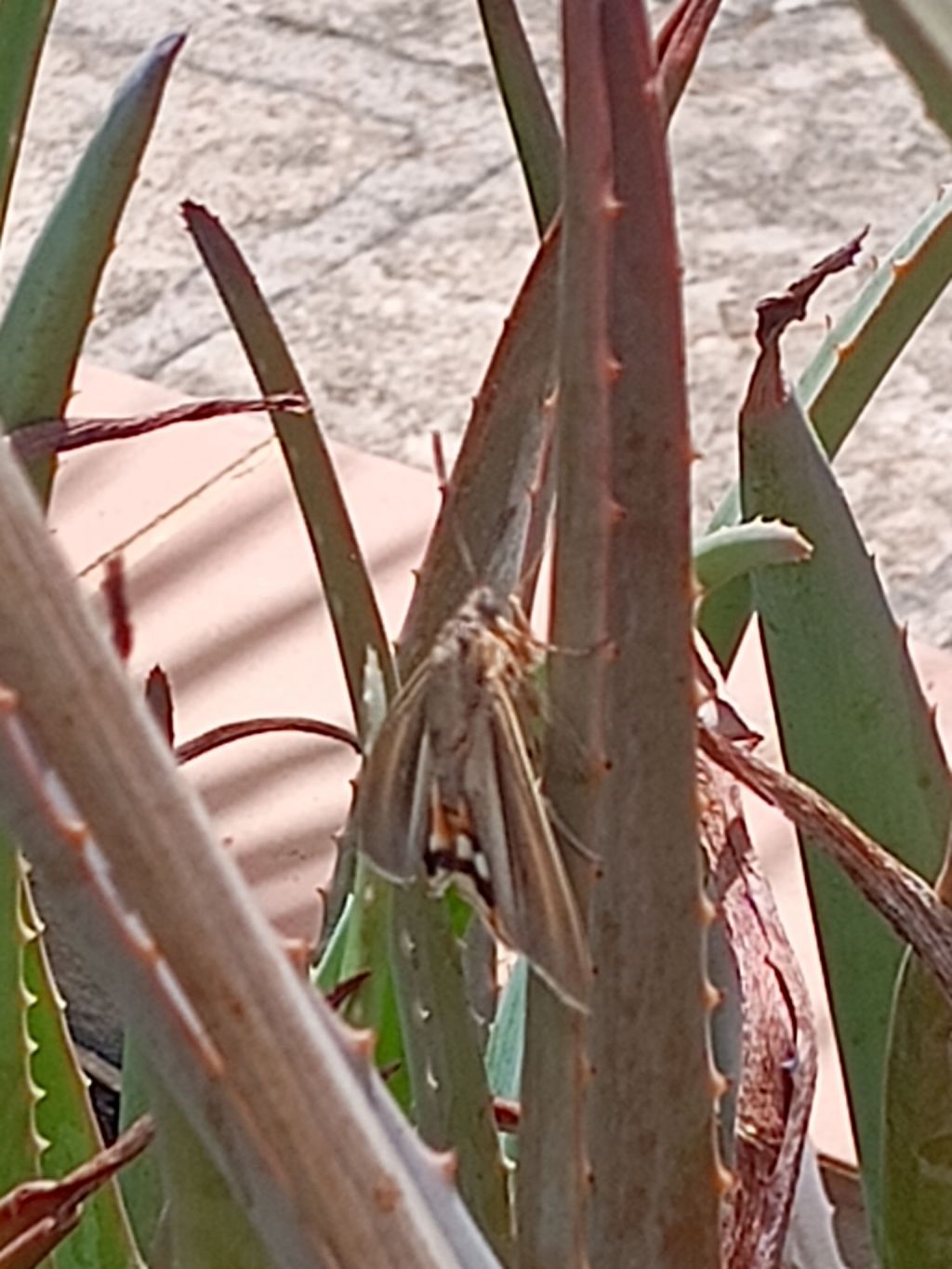 img_20250714_1218559612131224280072054830